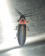 Photinus pyralis