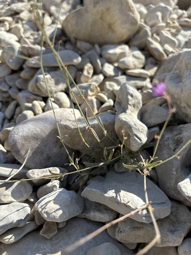 Image of Boerhavia linearifolia by no rights reserved