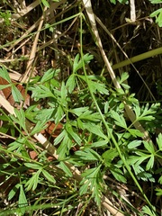 Conioselinum gmelinii