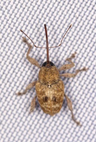 California Acorn Weevil photo 5