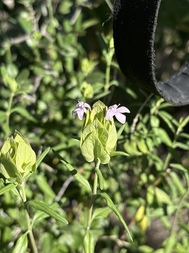 Image of Yeatesia platystegia by no rights reserved