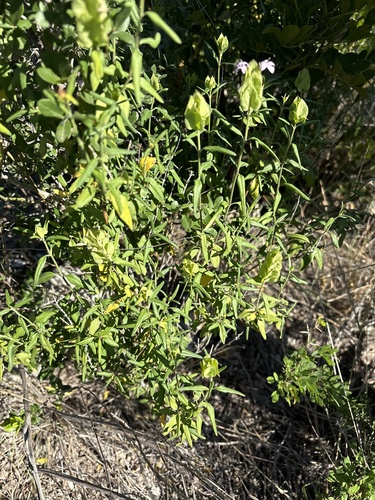 Image of Yeatesia platystegia by no rights reserved