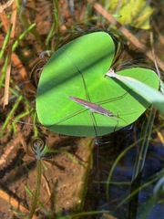 Limnoporus notabilis