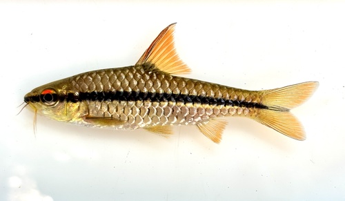 Orangefin barb (Enteromius eutaenia) — Cyprinidae — 4