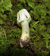 Agaricus auricolor