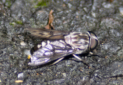 Tabanus trimaculatus