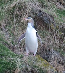 Megadyptes antipodes