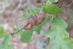 Disholcaspis spongiosa