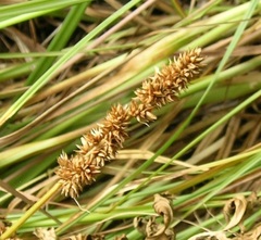 Carex densa