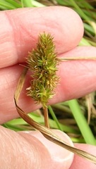 Carex densa