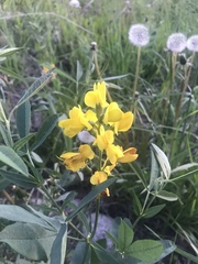 Thermopsis montana