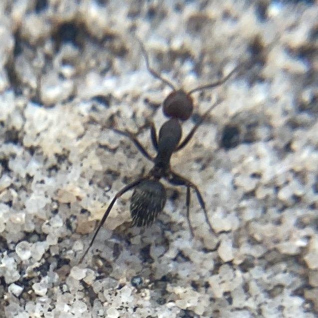 Camponotus cuauhtemoc