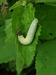 Heliopetes laviana