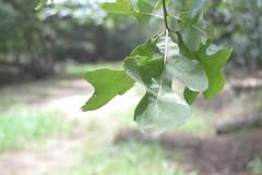 Disholcaspis spongiosa