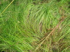 Carex densa