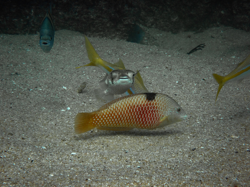 Nichols' lipvis (Halichoeres nicholsi) — Labridae — 5