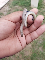 Sonora taylori