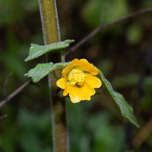 China jute (Abutilon theophrasti)