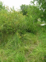 Carex densa