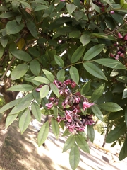 Faboideae