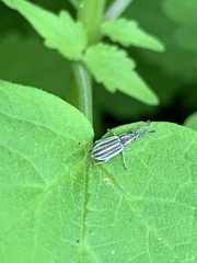 Aphrastus taeniatus