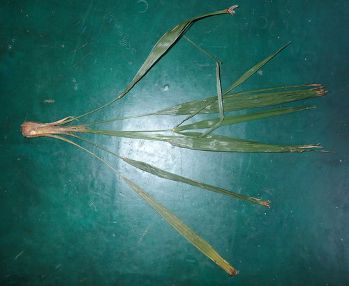 Trachycarpus fortunei