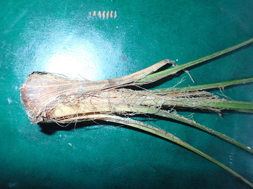 Trachycarpus fortunei