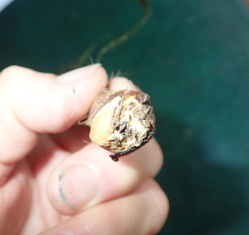 Trachycarpus fortunei