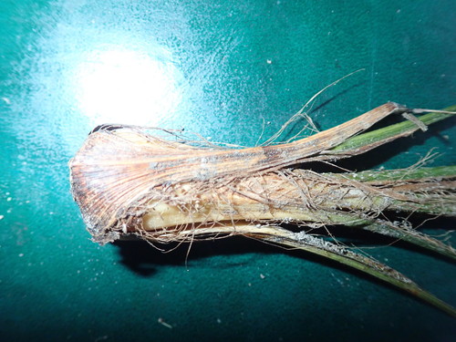 Trachycarpus fortunei