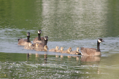 Branta canadensis parvipes