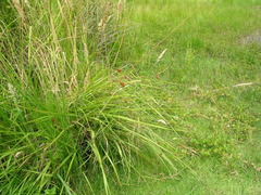 Carex unilateralis