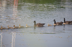 Branta canadensis parvipes