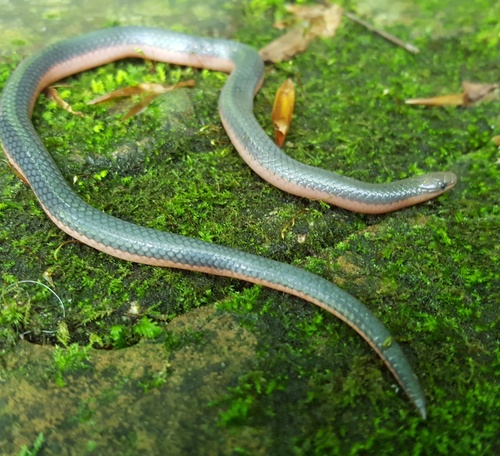 Carphophis vermis