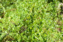 Lyonia lucida