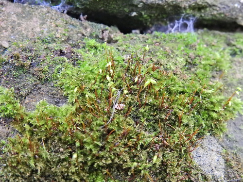 Image of Rhynchostegium confertum by (c) Susan Marley, some rights reserved (CC BY)