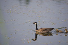 Branta canadensis parvipes