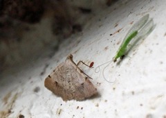 Frederickia flaviterminata