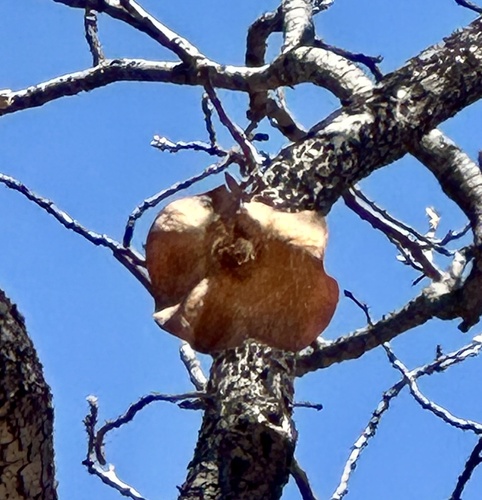 kiaat