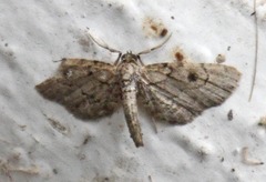 Tornos punctata