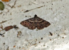 Toxonprucha repentis