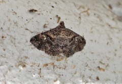 Toxonprucha repentis