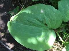 Trillium petiolatum