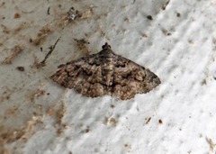 Toxonprucha repentis