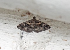 Toxonprucha repentis