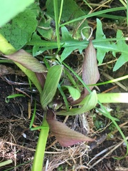 Trillium petiolatum