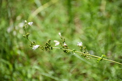 Penstemon multiflorus