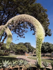 Agave