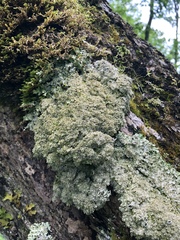 Punctelia appalachensis