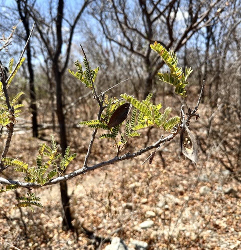 Weeping wattle