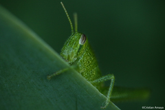 Cyrtacanthacridini